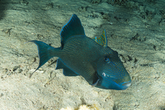 Pseudobalistes fuscus