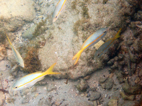 Ocyurus chrysurus