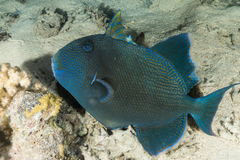 Pseudobalistes fuscus