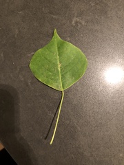 Magnoliopsida