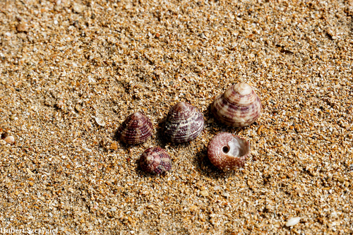 Heliacus cylindricus observed 2020-02-01