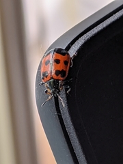 Chrysomela interrupta