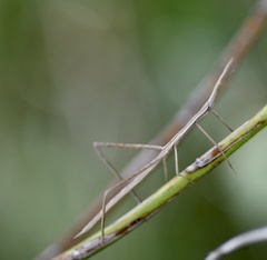 Orienscopia