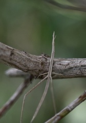 Orienscopia