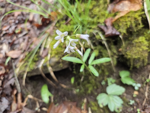 Cardamine angustata observed 2026-04-25