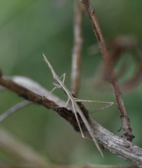 Orienscopia