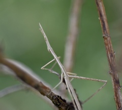 Orienscopia