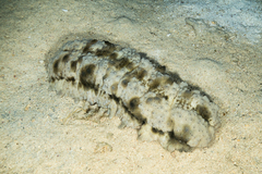 Stichopus