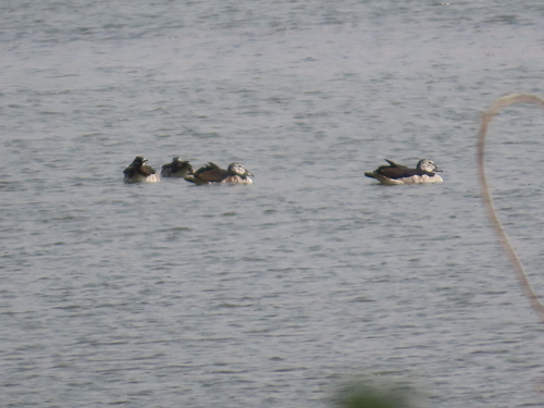 iNaturalist image
