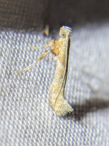 Povolnya quercinigrella photo 2