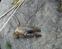 Austropotamobius torrentium