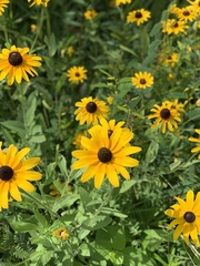 Rudbeckia hirta