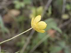 Ranunculus occidentalis occidentalis