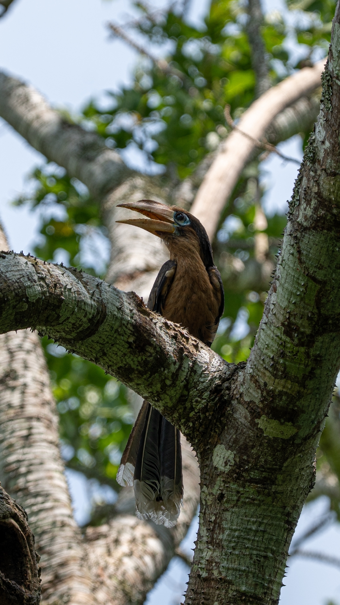 Tickell's Brown Hornbill (Anorrhinus tickelli), photo 5