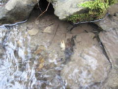 Austropotamobius torrentium