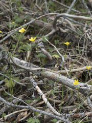 Ranunculus occidentalis occidentalis