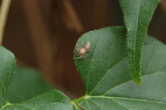 Chira gounellei