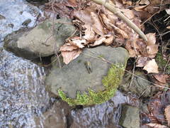 Austropotamobius torrentium