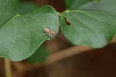 Chira gounellei