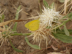 Eurema brigitta brigitta