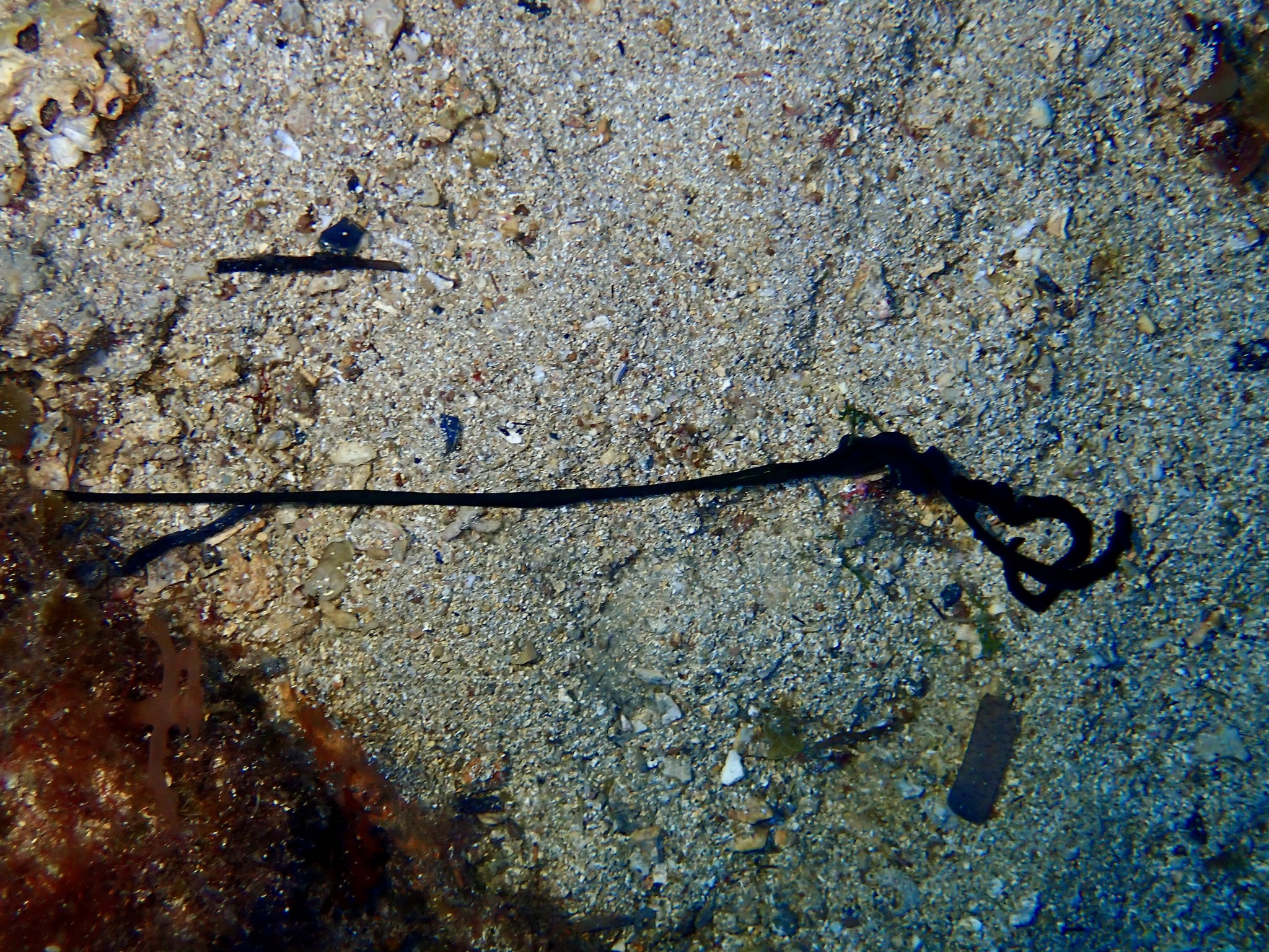 Bonellia viridis Rolando, 1822