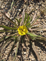 Camissoniopsis pallida
