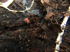 Danae testacea
