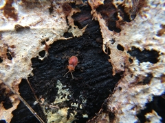 Danae testacea