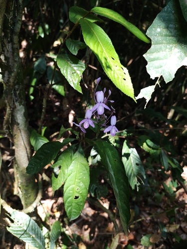 Pseuderanthemum acuminatissimum observed 2026-04-26