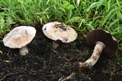 Agaricus lilaceps
