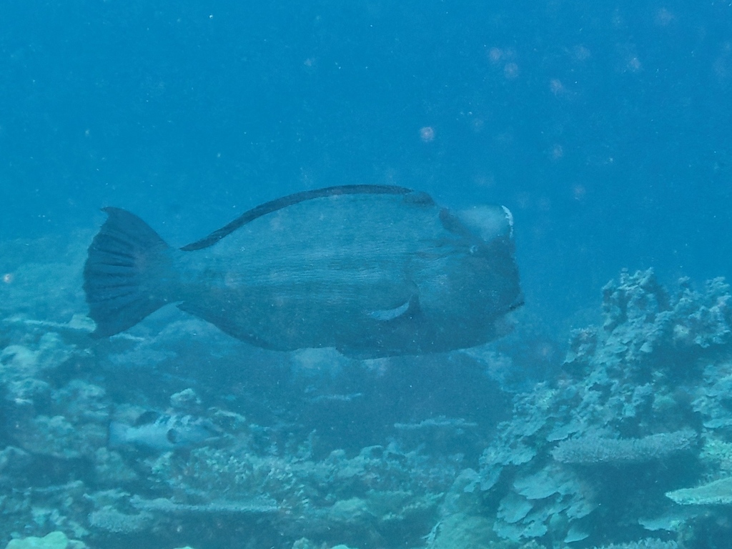 Large bumphead parrotfish swimming past reef in blue water