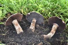 Agaricus lilaceps