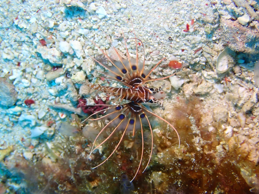 broadbarred firefish