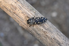 Acmaeodera saxicola minoa