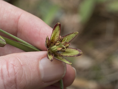 Fritillaria micrantha