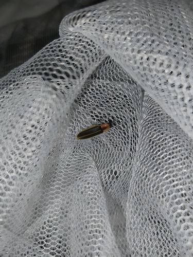 Marsh Flicker photo 4