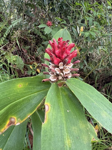 Hellenia speciosa observed 2026-04-15