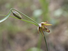 Fritillaria micrantha