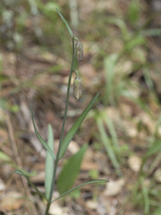 Fritillaria micrantha