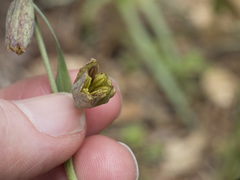 Fritillaria micrantha