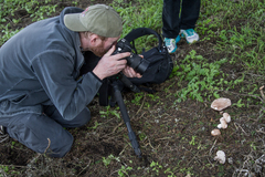 Agaricus agrinferus