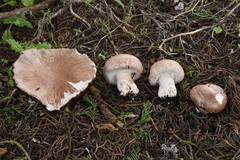 Agaricus agrinferus