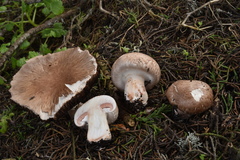 Agaricus agrinferus
