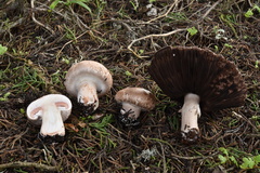 Agaricus agrinferus