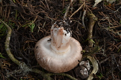 Agaricus agrinferus