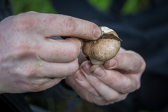 Agaricus agrinferus