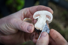Agaricus agrinferus