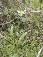 Erythronium multiscapideum