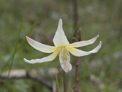 Erythronium multiscapideum