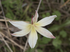 Erythronium multiscapideum